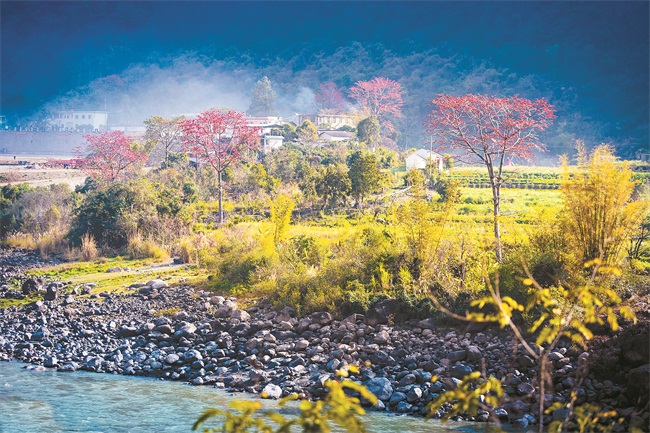 怒江兩岸木棉花開紅似火